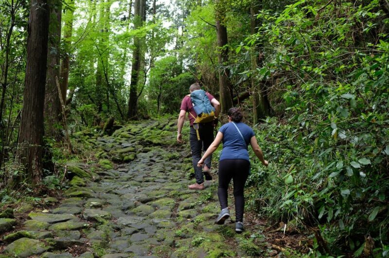 Hakone Hachiri: Old Tokaido Highway Hiking Half-day tour - Good To Know