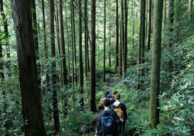 Hakone Hachiri: Old Tokaido Highway Hiking Tour - Experience and Activities