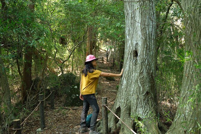 Hakone Valley Hike, Forest Bathing and Wagashi shop (Half-day) - Good To Know