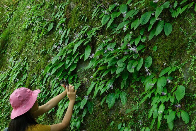 Hakone Valley Hike, Forest Bathing and Wagashi shop (Half-day) - FAQ