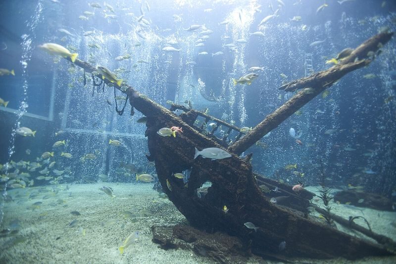 Hakoneen Aquarium Admission Ticket in Hakone - The freshwater collection and its living fossil