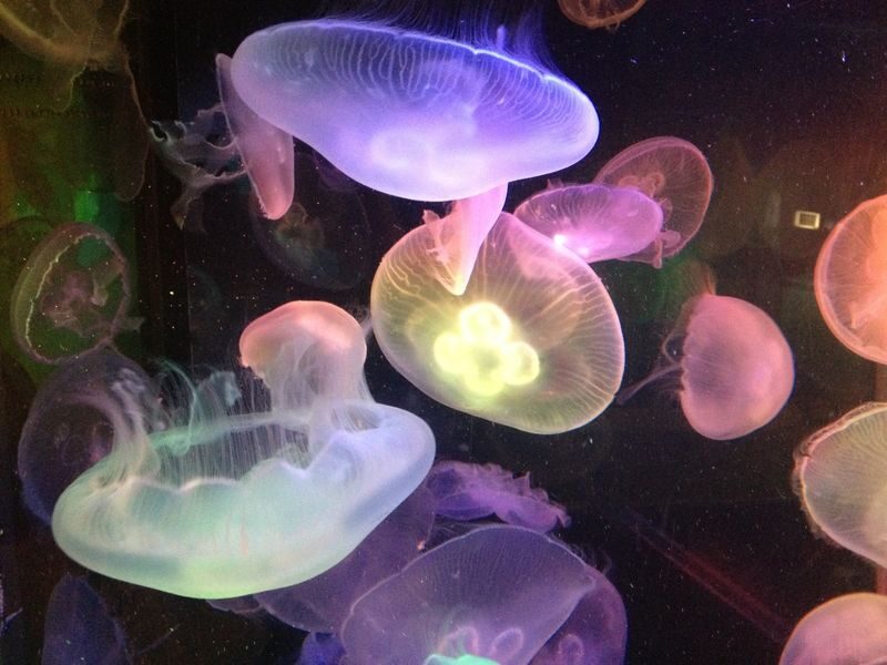 Hakoneen Aquarium Admission Ticket in Hakone - Coral-reef fish and a slower pause
