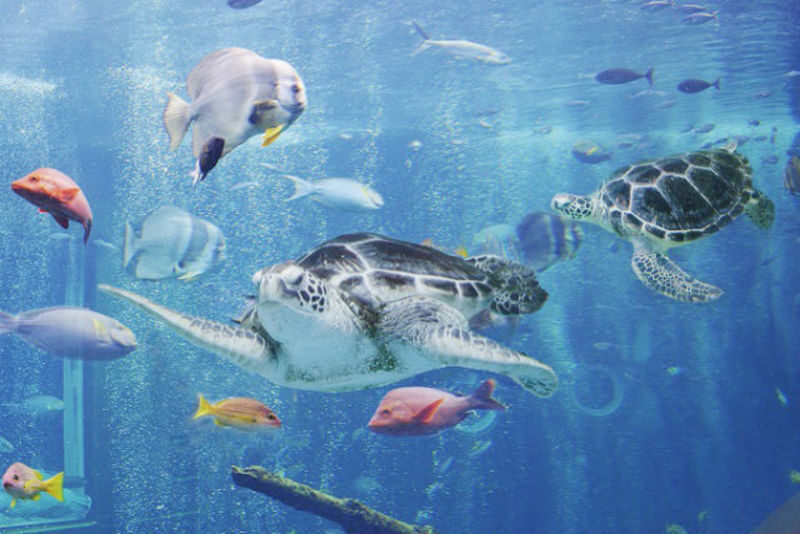 Hakoneen Aquarium Admission Ticket in Hakone - Who will enjoy Hakone-en Aquarium most?