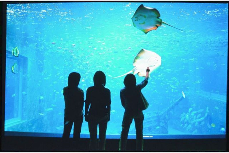 Hakoneen Aquarium Admission Ticket in Hakone - Should you book this aquarium ticket?