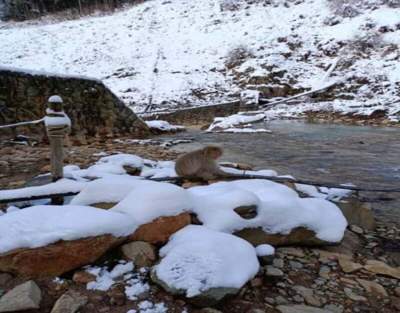 Hakuba: Snow Monkeys and Alpine Escape Private Tour - Frequently Asked Questions