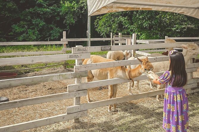 Halal - Central Mosque/Nami Island/Sheep Ranch/Morning Calm - Common Questions