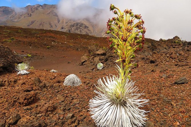 Haleakala Classic Summit Tour With Haleakala Ecotours (Vehicle Tour) - Tour Details