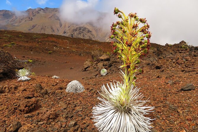 Haleakala Sunrise Best Self-Guided Bike Tour With Bike Maui - Tips for a Successful Tour