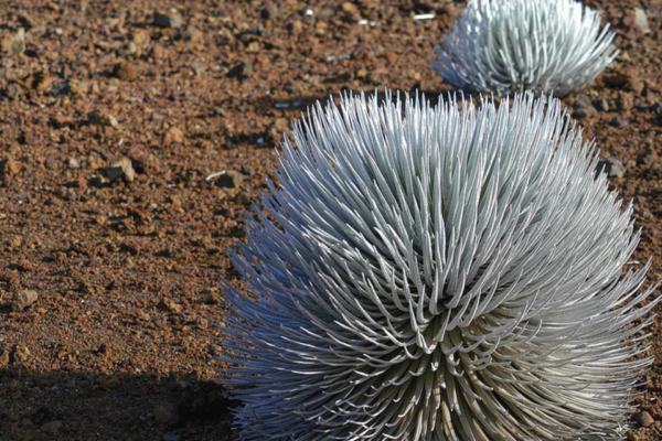 Haleakalā Volcanic Wonders: Self-Guided Driving Tour - Hiking Trail Options