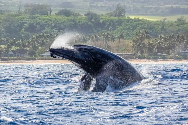 Haleiwa: North Shore Whale Watching Tour by Catamaran - What Travelers Say