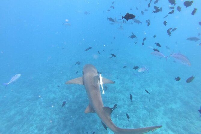 Half a day to discover Bora Bora with O-sea - A Deep Dive into the Bora Bora Experience with O-sea