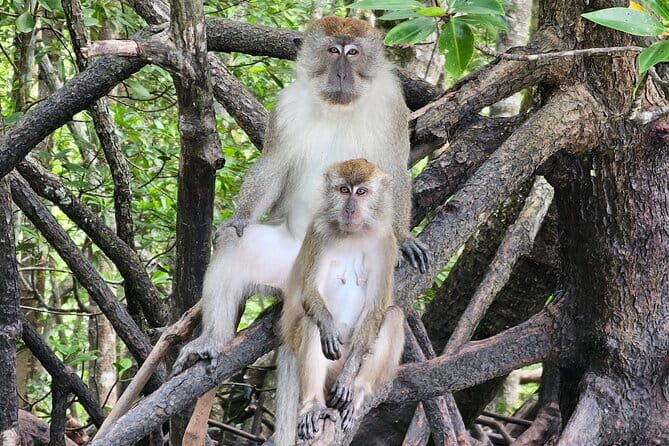 Half-day 4 Hours Kilim Mangrove Kayaking (Without hotel pickups) - What’s Included and What to Know