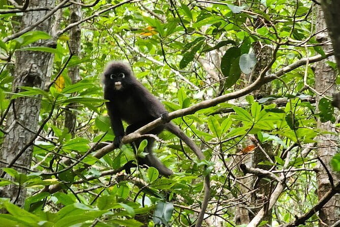 Half-day 4 Hours Kilim Mangrove Kayaking (Without hotel pickups) - The Itinerary Breakdown: What to Expect from Start to Finish