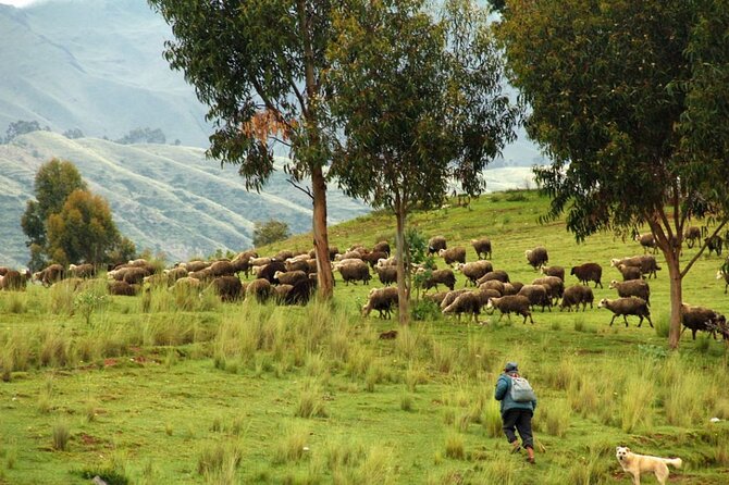 Half Day Acclimatization Hike With Llamas and Alpacas in Cusco - Overview and Itinerary