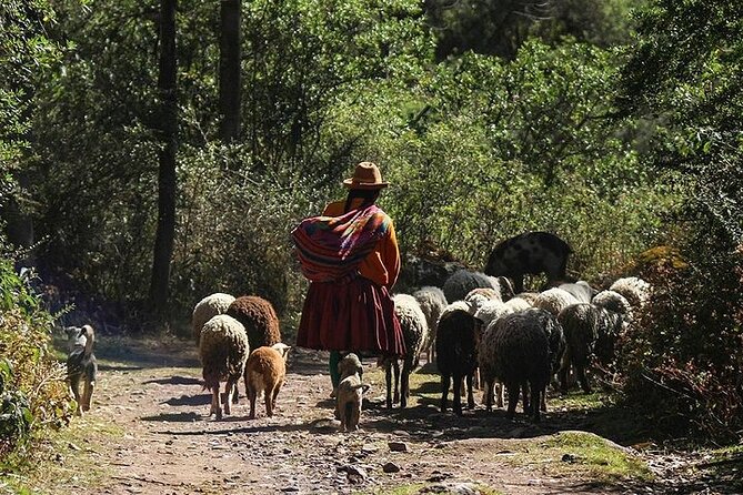 Half Day Acclimatization Hike With Llamas and Alpacas in Cusco - Maximum Group Size and Cancellation Policy