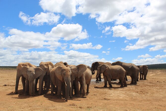 Half Day Addo Elephant National Park Safari - End Point Details