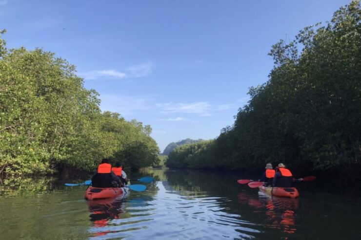 Half Day Adventure Kayaking at Mangrove Forest - Experience Highlights
