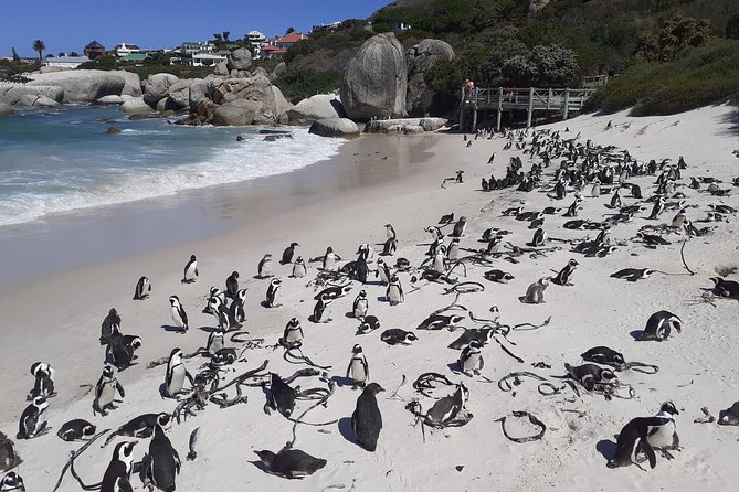 Half Day African Penguin Tour - Common Questions
