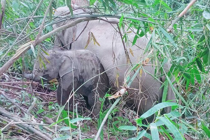 Half Day Afternoon Elephant Observation Tour in Chiang Mai - What to Expect from the Experience
