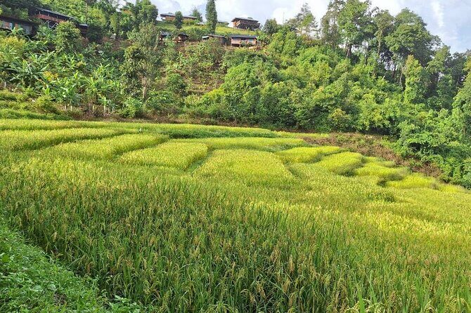 Half Day Afternoon Elephant Observation Tour in Chiang Mai - Who Is This Tour Best For?