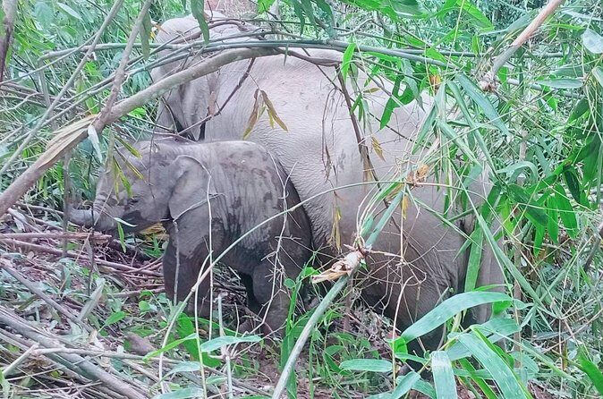 Half Day Afternoon Elephant Observation Tour in Chiang Mai - Final Thoughts