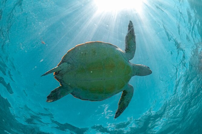 Half Day Akumal Beach Swim and Snorkel With Turtles Experience - Date and Travelers