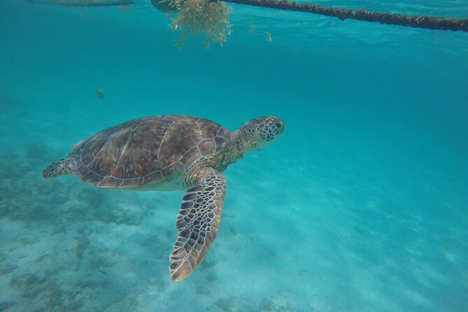 Half Day Akumal Beach Swim and Snorkel With Turtles Experience - Pickup Details