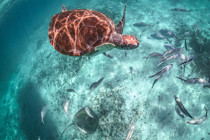 Half Day Akumal Beach Swim and Snorkel With Turtles Experience - What To Expect