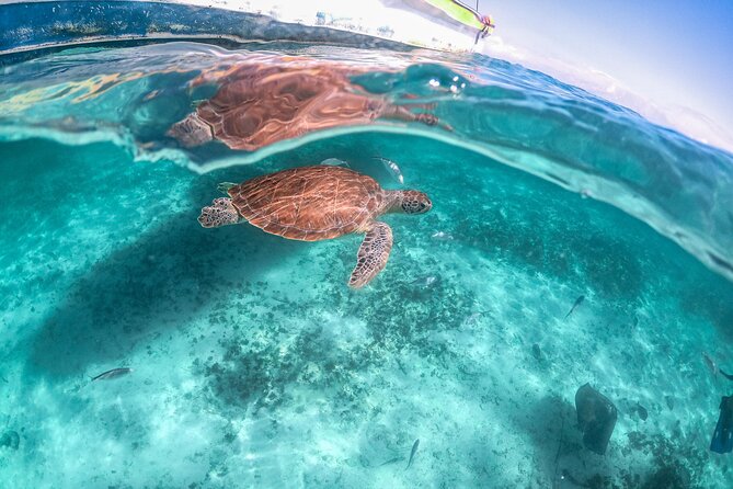 Half Day Akumal Beach Swim and Snorkel With Turtles Experience - Directions