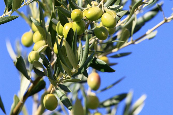 Half-Day Alpilles and Olive Oil Tasting From Avignon - Good To Know