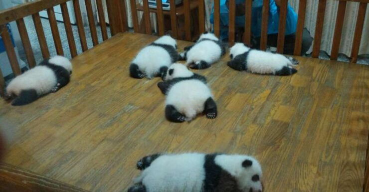 Half Day Amazing Chengdu Panda Base Trip - Good To Know