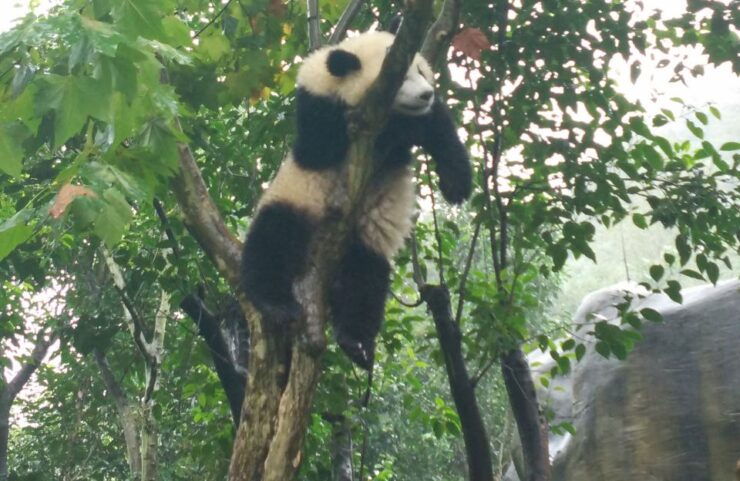 Half Day Amazing Chengdu Panda Base Trip - Activity Highlights