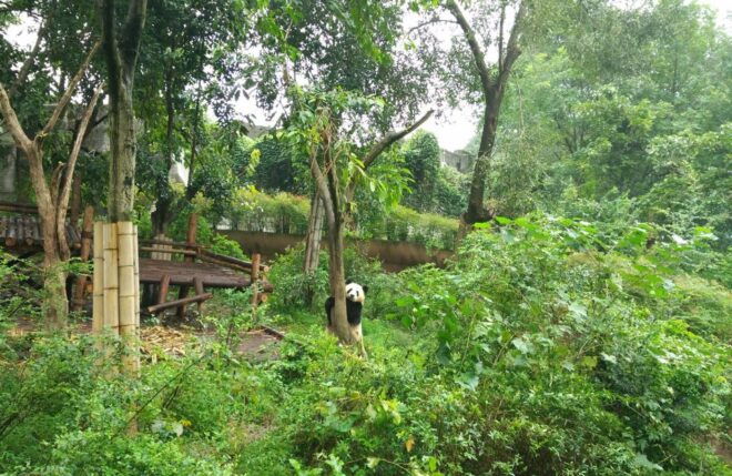 Half Day Amazing Chengdu Panda Base Trip - Tour Itinerary