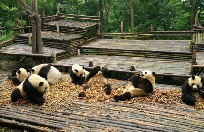 Half Day Amazing Chengdu Panda Base Trip - Booking Information