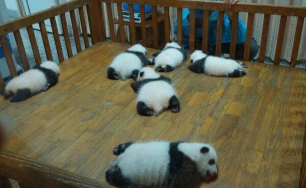 Half Day Amazing Chengdu Panda Base Trip - The Sum Up