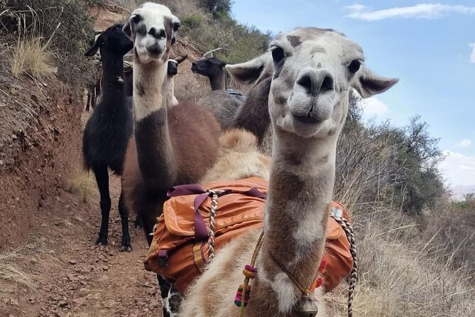 Half Day Andean Llama Trek in the Sacred Valley - Expectations and Recommendations