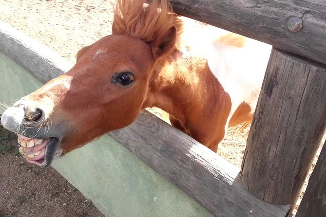 Half-Day Animal Sanctuary Tour in Aruba - Visiting the Ostrich Farm, Donkey Sanctuary, and Animal Garden