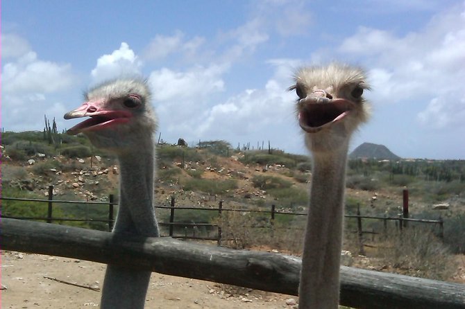 Half-Day Animal Sanctuary Tour in Aruba - Reviews and Ratings