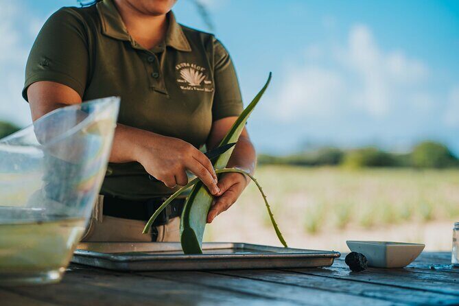 Half-Day Aruba Island Tour from Oranjestad - Final Thoughts: Who Will Love This Tour?