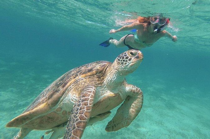 Half-Day at Green Cay Bahamas Snorkeling with Turtles - What Reviewers Love About This Tour