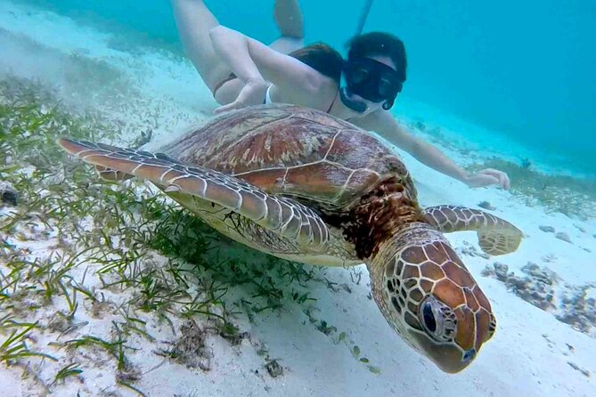 Half-Day at Green Cay Bahamas Snorkeling With Turtles - Snorkeling at Green Cay Bahamas