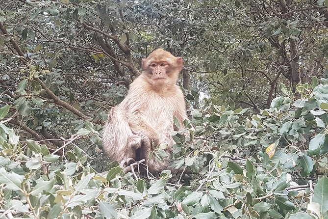 Half-Day Atlas Mountains Tour From Marrakech - Directions