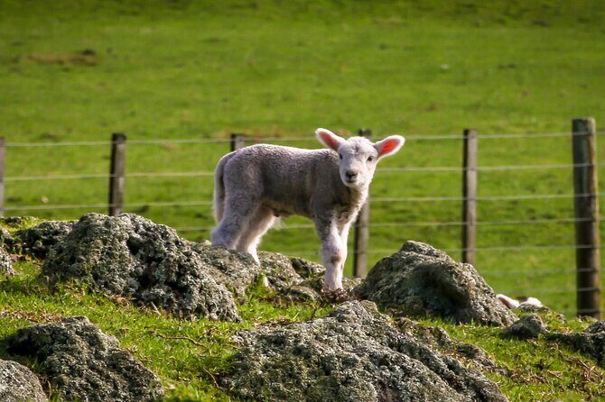 Half-Day Auckland City Sightseeing Small Group Tour - Good To Know