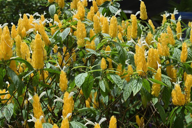 Half-Day Barbados Tour Harrisons Cave Hunte's Garden and Bathsheba - What Could Be Improved?