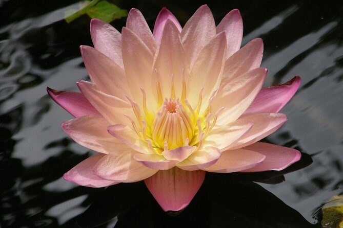 Half-Day Barbados Tour Harrisons Cave Hunte's Garden and Bathsheba - FAQs