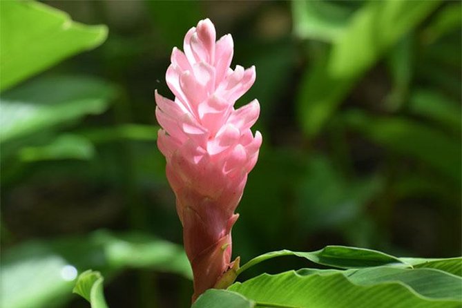 Half-Day Barbados Tour Harrisons Cave Huntes Garden and Bathsheba - Convenient Inclusions