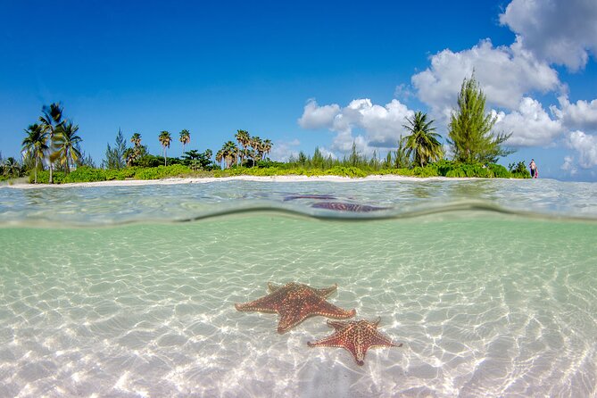 Half Day Bioluminescent Boat and Starfish Beach Tour in Grand Cayman - Tour Highlights