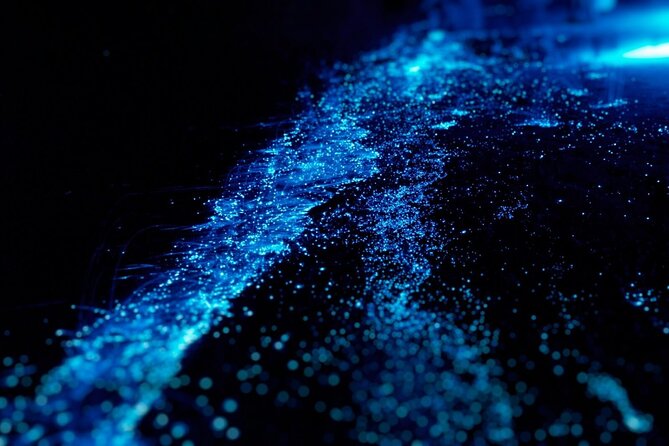 Half Day Bioluminescent Boat and Starfish Beach Tour in Grand Cayman - Booking Information