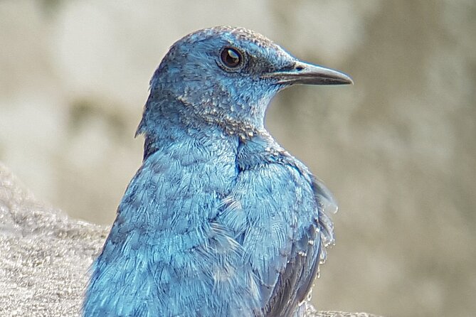Half Day Birding in Angkor Wat - Tips for Spotting Rare Bird Species