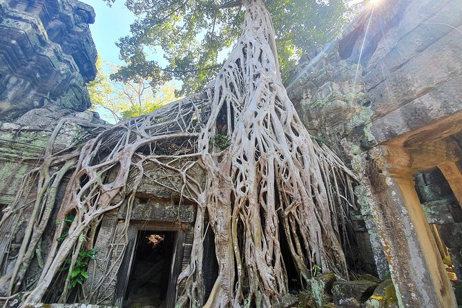 Half Day Birding in Angkor Wat - How to Prepare for a Half Day Birding Trip